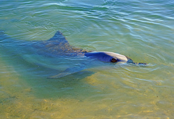 Fototapeta premium A wild dolphin in the water in Shark Bay, Australia