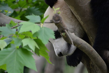 Obraz premium giant panda behind some leaves