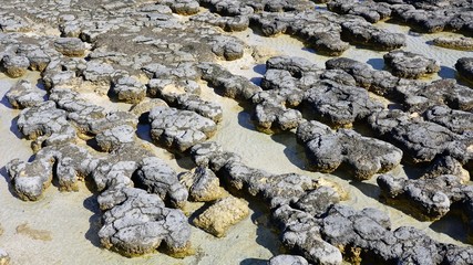 View of microbial mats stromatolites at the Hamelin Pool in Shark Bay, World Heritage area, Western Australia
