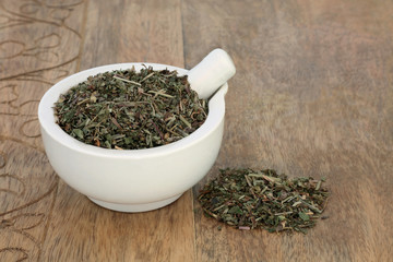 Ground ivy herb leaf in a mortar with pestle used in herbal medicine to treat lung infections, coughs, colds & bronchitis, is an antiseptic & an anti inflammatory. Gechoma hederaceae. On rustic wood.