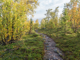 Fototapeta na wymiar Kungsleden hiking trail path in Sweden Lapland landscape with autumn colored birch trees and bushes, Sunlight and clouds