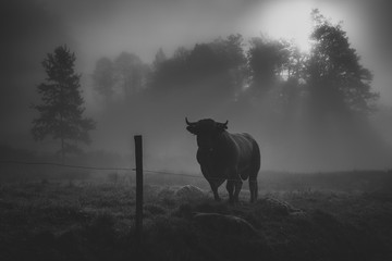 Bull in the morning mist