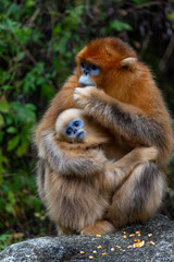 anxious mom and young golden snub nosed monkey