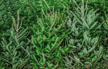 Fir tree brunch. Christmas Background with beautiful fluffy green pine tree brunch close up. Copy space. Nature concept