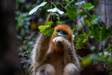 golden snub nosed monkey eating leaves
