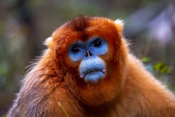 male golden snub nosed monkey