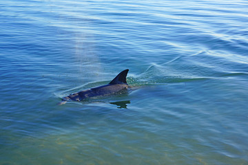 A wild dolphin in the water in Shark Bay, Australia