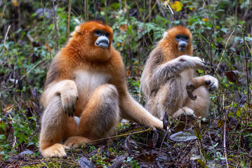 two golden snub nosed monkeys eating