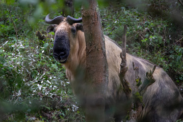 Golden takin walking through the forest
