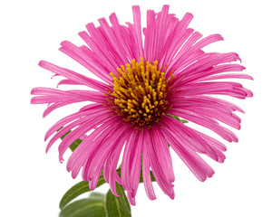 Pink  flower of aster, isolated on white background