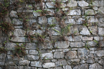 weeds growing through stone wall