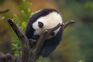 sleepy giant panda cub in a tree