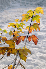 the last autumn days, the first snow fell and the last leaves of different colors remained on the...
