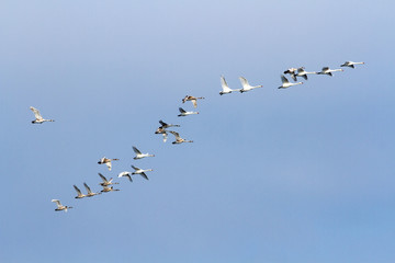 Flock of swans in the sky flying south