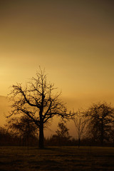 Fototapeta na wymiar Morgendämmerung über einem alten Obstgarten im Schwarzwald, hoch über dem mit Nebel gefüllten Tal