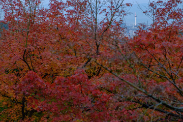 京都の紅葉