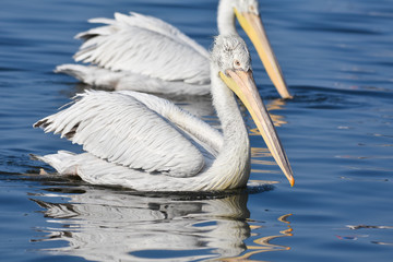 White pelican swimming on blue sea, isolated, closeup.
