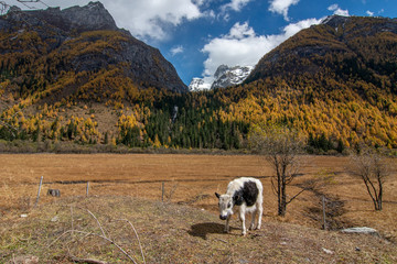 Yak in a National Park in China