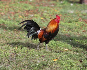 closeup of colorful wil rooster in Key West Florida #3