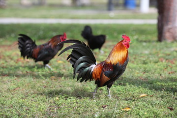 closeup of colorful wil rooster in Key West Florida #2