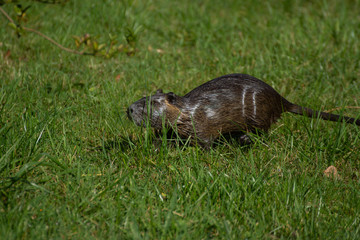 Nutria (Myocastor coypus) living wild on the riverbank. Germany