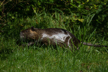 Nutria (Myocastor coypus) living wild on the riverbank. Germany