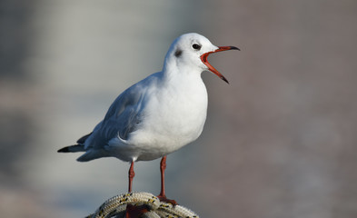 Seagull with open beak standing on a rope