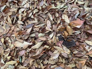 background of dry leaves