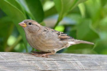 Sparrow standing on a wood, isolated, closeup.