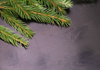 Green spruce branch with needles on a dark, black background