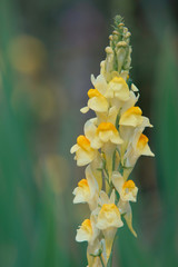 Fototapeta premium A beautiful yellow toadflax in a Finnish garden during Summer. 