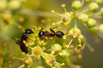 black ant close-up portrait.