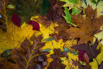 Dried fallen leaves on the ground. Autumn 