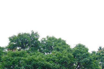 Tropical tree leaves with branches on white isolated background for green foliage backdrop 