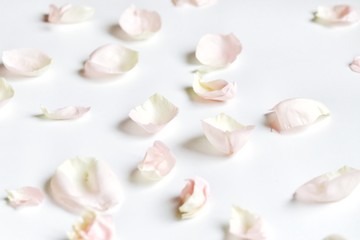 Blurred a pile of an sweet pink rose corollas on white isolated background with softly style 