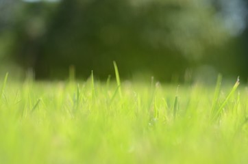 Fototapeta premium zielona trawa tło