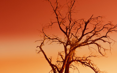 Old dead tree with an orange sky