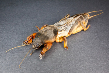Gryllotalpa, Insect pest, mole cricket