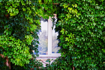 The wall of a building with modern plastic windows is covered with wild grapes. Window in a wall surrounded by grape leaves