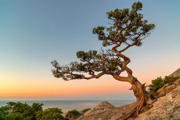 Foto auf Acrylglas Einsamer Baum auf dem Felsen über dem Meer © mahout