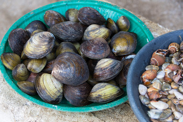 Mussels for sale at the fish market in Galle, Sri lanka