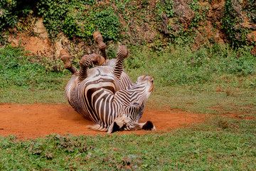 Fototapeta na wymiar a zebra enjoying a dirt bath