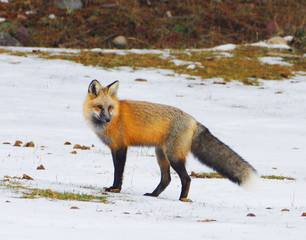 Renard - Male Fox