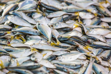 Group of fresh fish in market