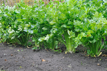 close-up of growing celery plantation (leaf vegetables)  in the vegetable garden