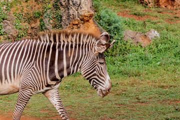 a zebra enjoying a dirt bath