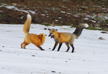 Red Fox Foreplay