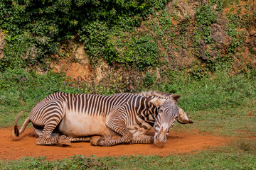 Fototapeta na wymiar a zebra enjoying a dirt bath