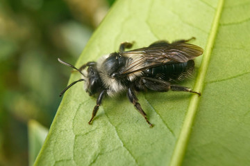 Insekt - Schwarze Biene