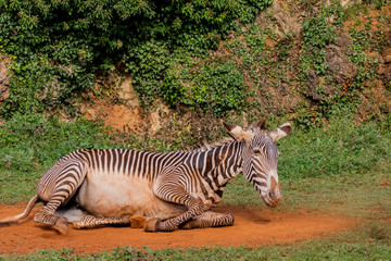 Obraz na płótnie Canvas a zebra enjoying a dirt bath